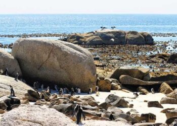 African penguins on Robben Island, Cape Town