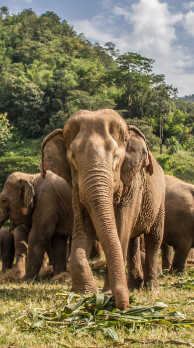 Chiang Mai, Thailand Elephants