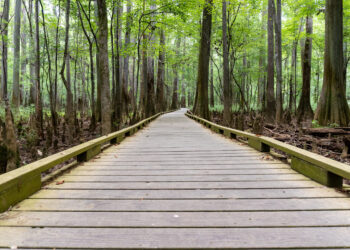 Congaree National Park, South Carolina, USA