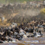Wildebeests are crossing Mara river. Great Migration. Kenya