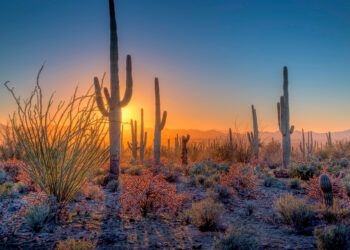 The sun sets over Arizona's Saguaro National Park, USA