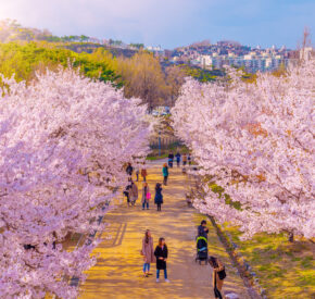 Cherry blossom in spring at Seoul Forest Park