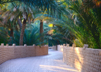 Al Ain Oasis. Photo shoes the pathways with date palm trees above