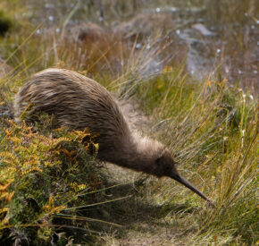 New Zealand kiwi bird pictures among the long grass