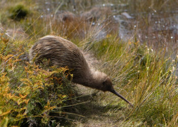 New Zealand kiwi bird pictures among the long grass