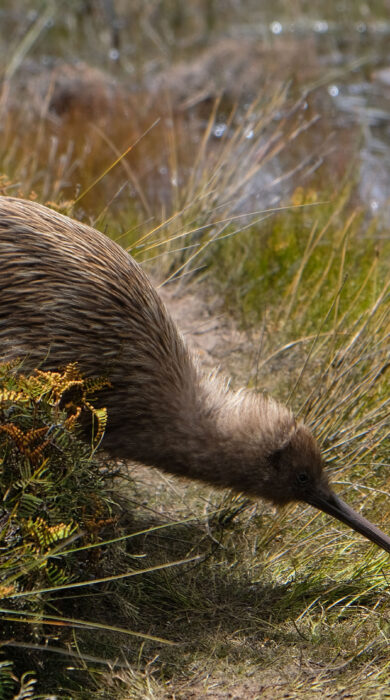 New Zealand kiwi bird pictures among the long grass