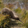 New Zealand kiwi bird pictures among the long grass