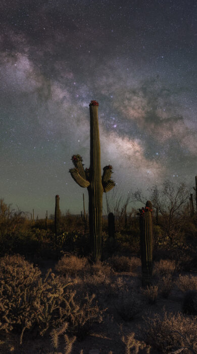 Milky Way Galaxy rising behind a Saguaro cactus near Tuscon, Arizona
