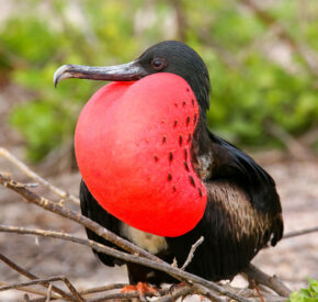 Male Magnificent Frigatebird with inflated sac on North Seymour Island, Galapagos National Park, Ecuador