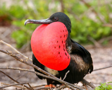 Male Magnificent Frigatebird with inflated sac on North Seymour Island, Galapagos National Park, Ecuador