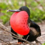 Male Magnificent Frigatebird with inflated sac on North Seymour Island, Galapagos National Park, Ecuador